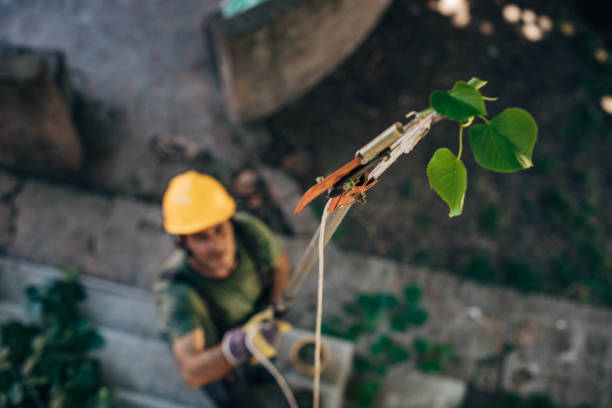 How Our Tree Care Process Works  in  Indian River Estates, FL