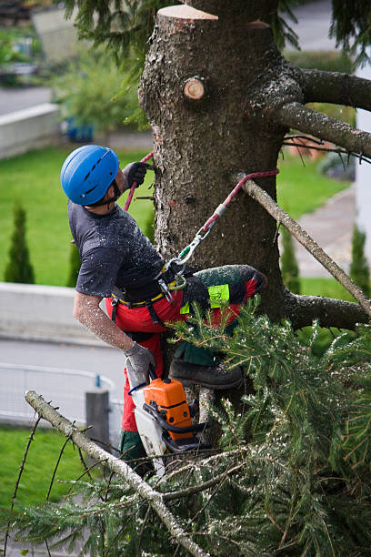 Best Commercial Tree Services  in Indian River Estates, FL