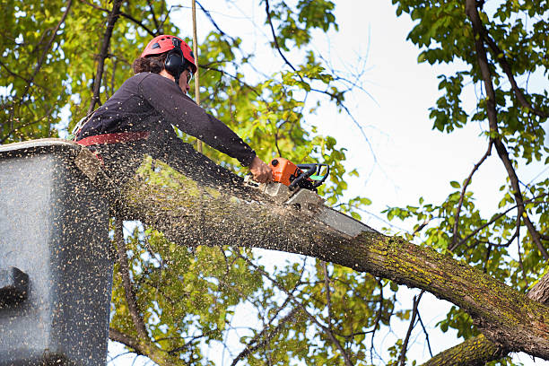 Best Tree Preservation Services  in Indian River Estates, FL